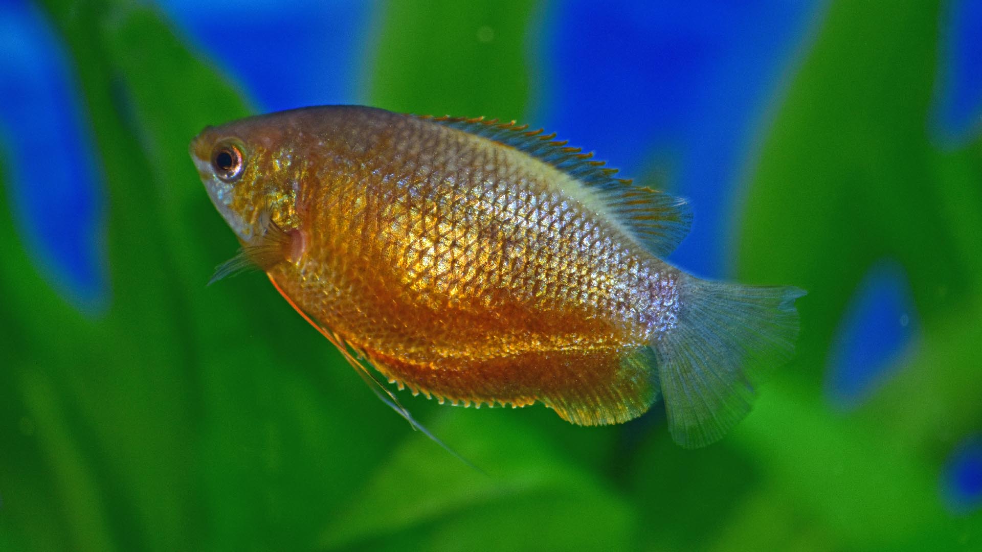 Gouramis, or gouramies, are a group of freshwater anabantiform fishes that comprise the family Osphronemidae. Wayne's AquaWorld