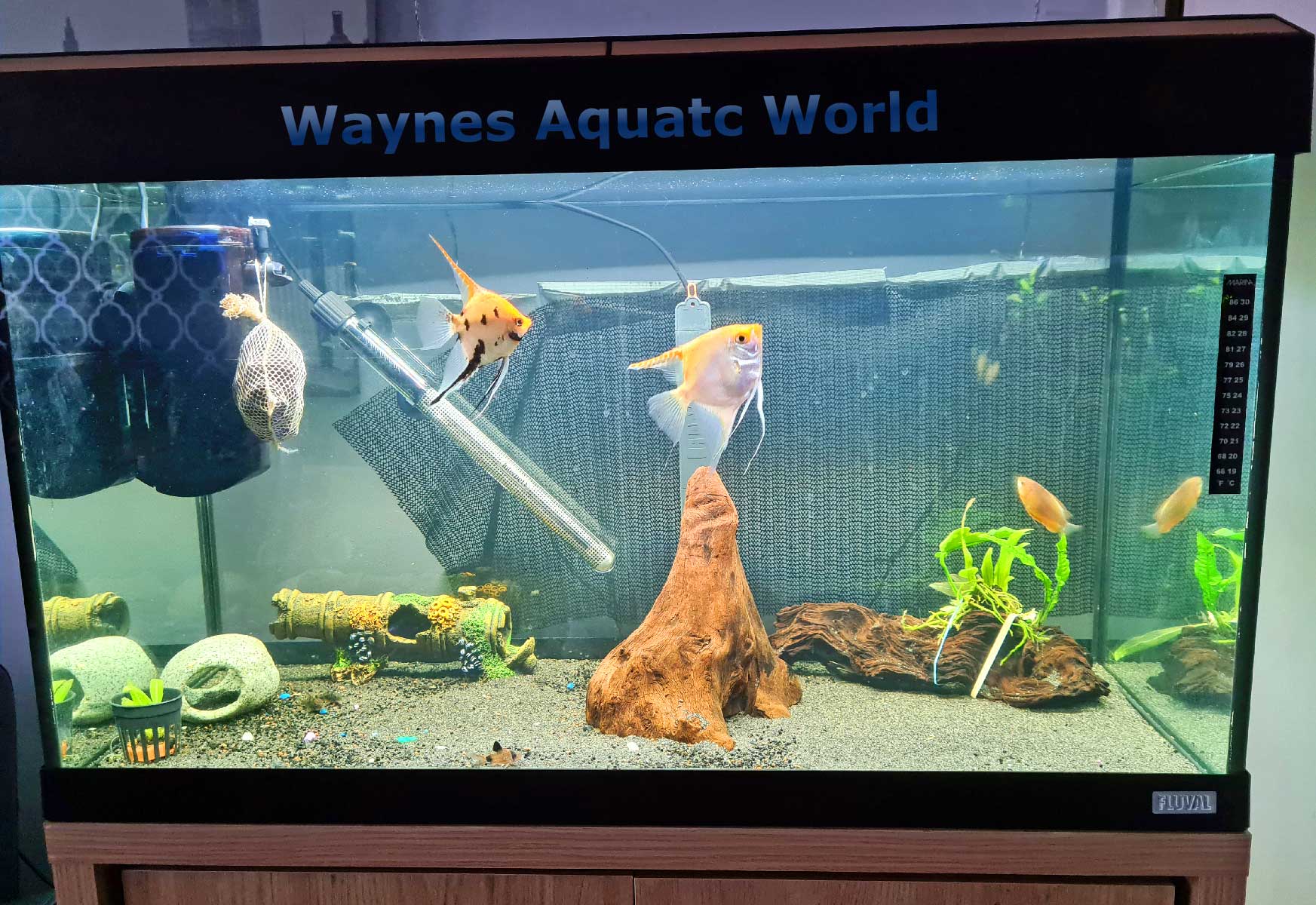 FLUVAL ROMA 125 Tropical Aquarium Fish Tank and cabinet. Wayne's AquaWorld
