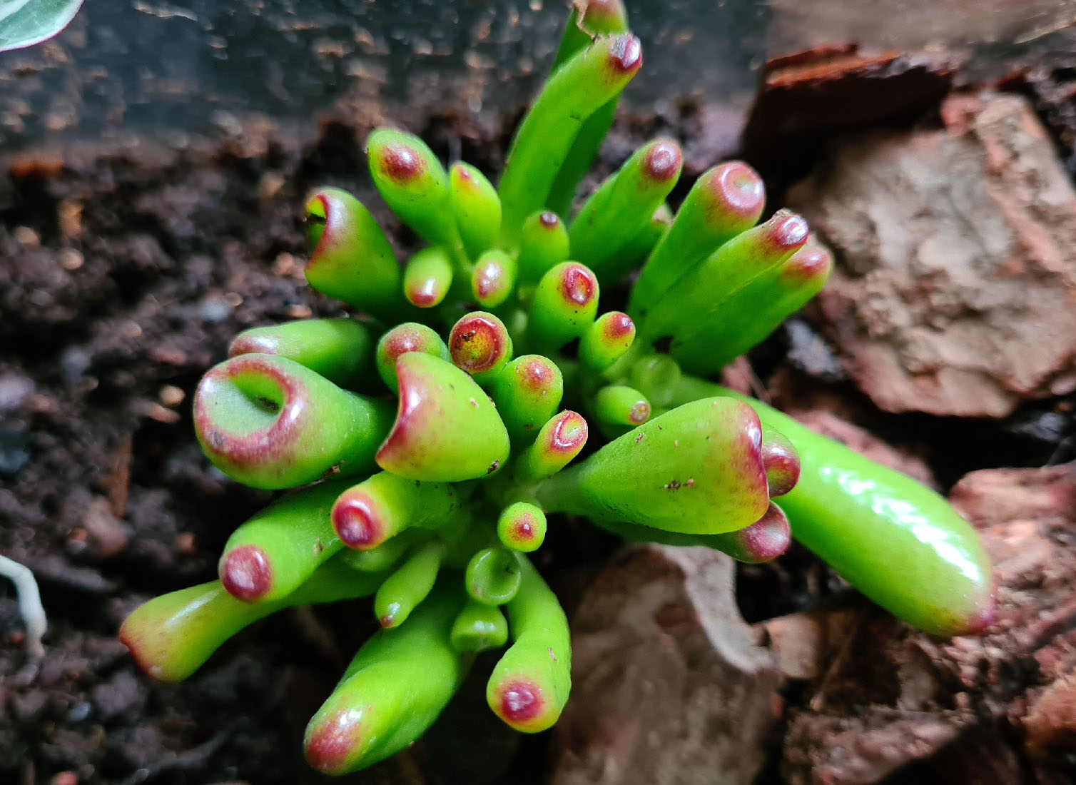 Succulent Jade plant Crassula 'Hobbit' Gecko Terrarium. Wayne's TerraWorld