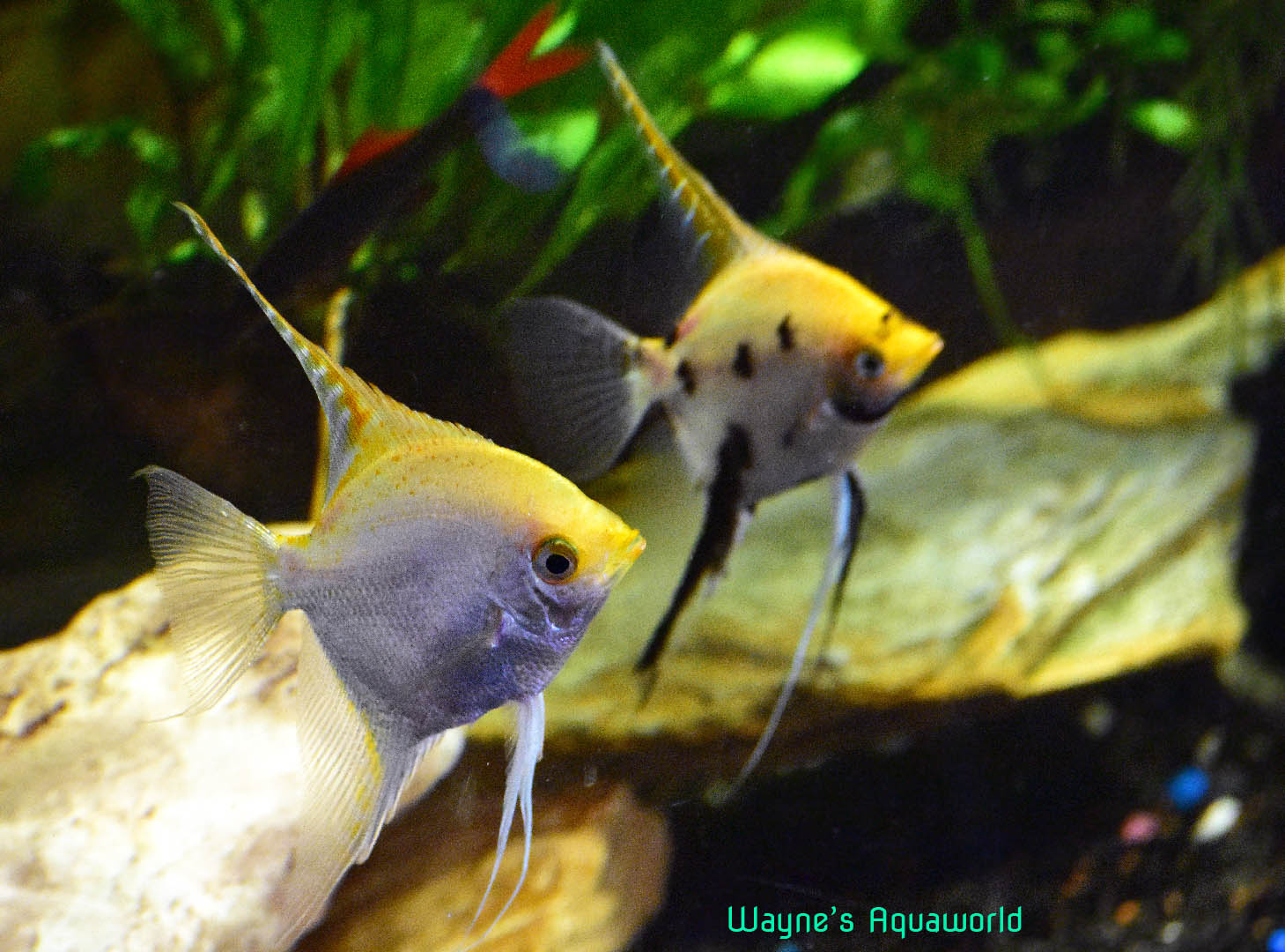 angelfish pair aquarium