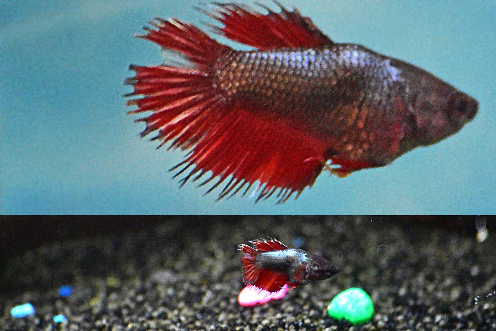 Betta fish are native to Asia, where they live in the shallow water of marshes, ponds, or slow-moving streams. Wayne's AquaWorld