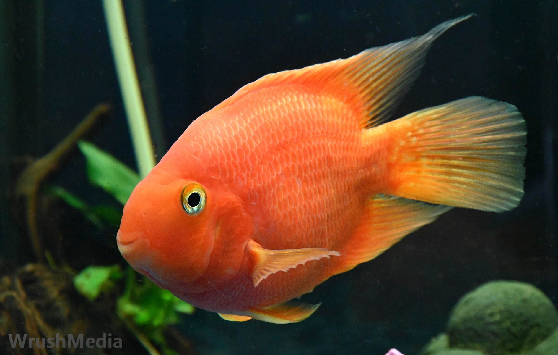 parrot fish, photo, Cichlid, blood red,
