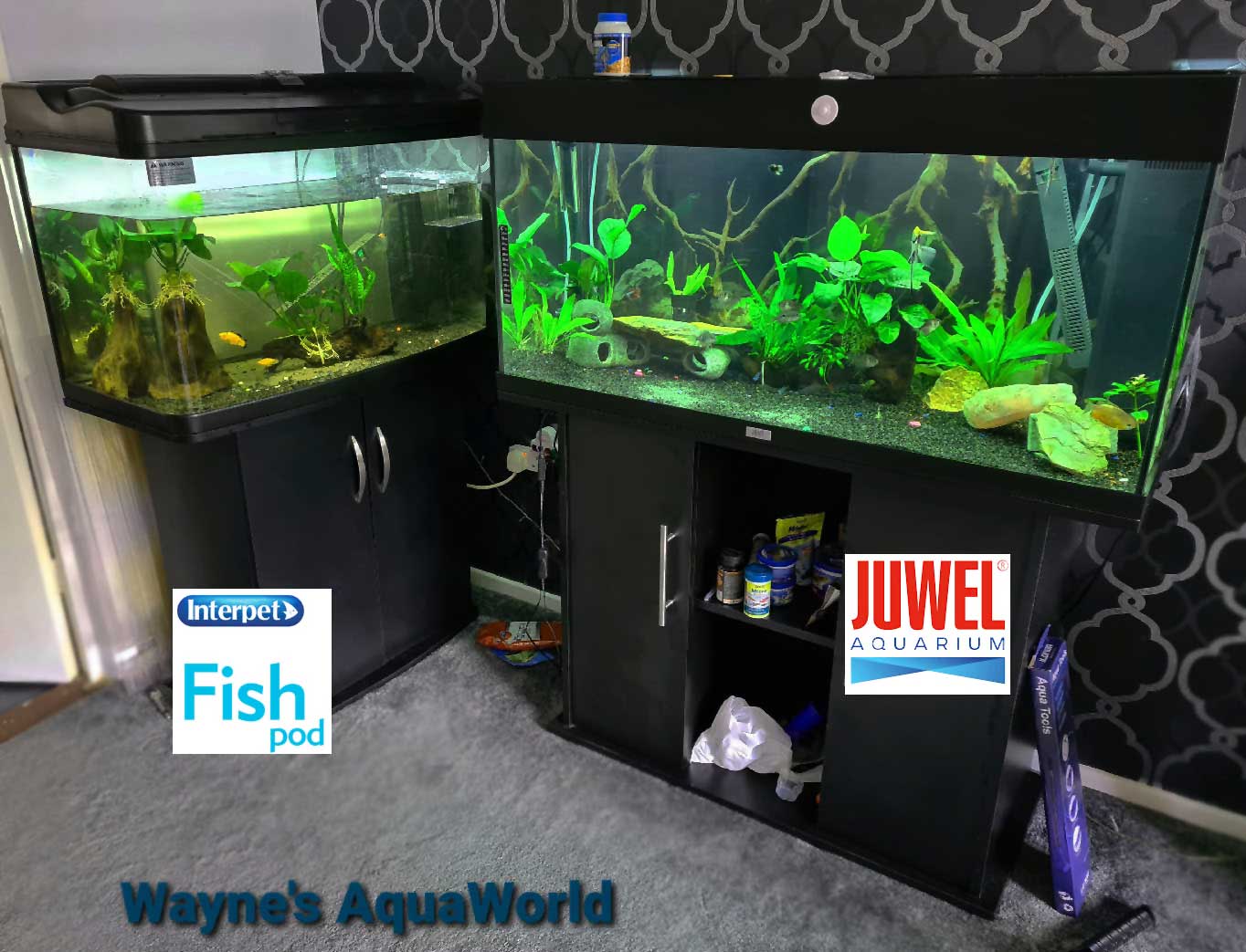 I've upgraded my Fish Tank Aquarium AGAIN!! If you’re looking for a great aquarium, here’s a simple guide by Wayne's Aqua World. setup