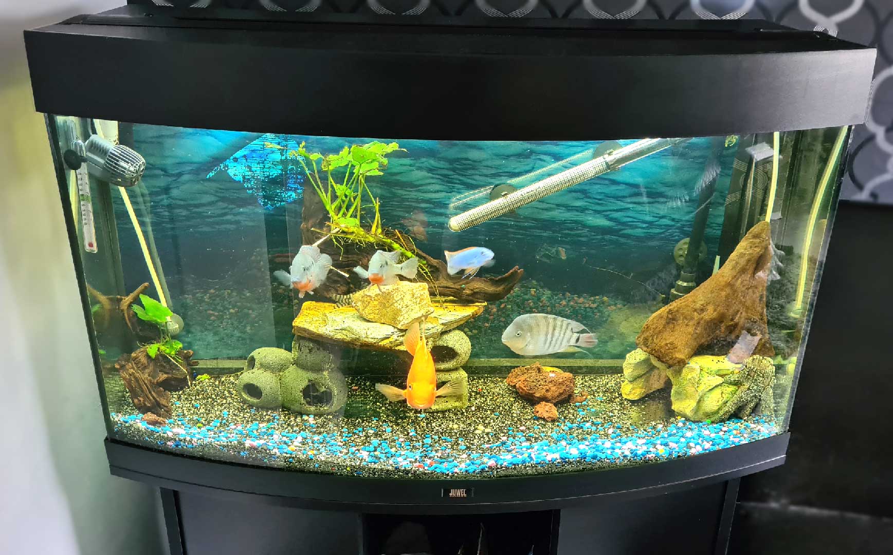 JUWEL VISION 180 Tropical Aquarium Fish Tank and cabinet. Wayne's AquaWorld