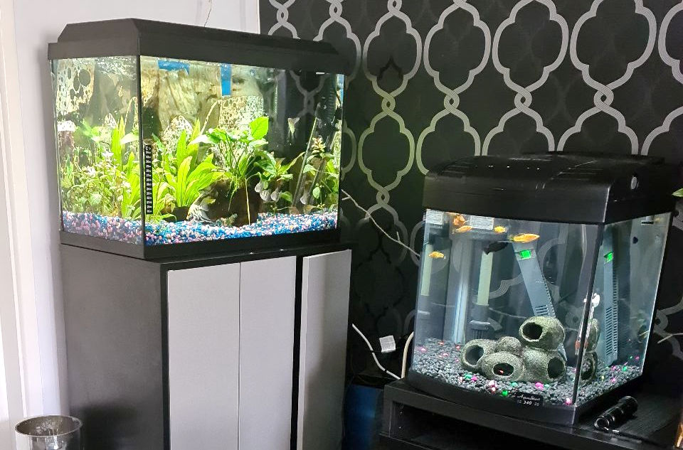 Starting My First Tropical Fish Tank Aquarium